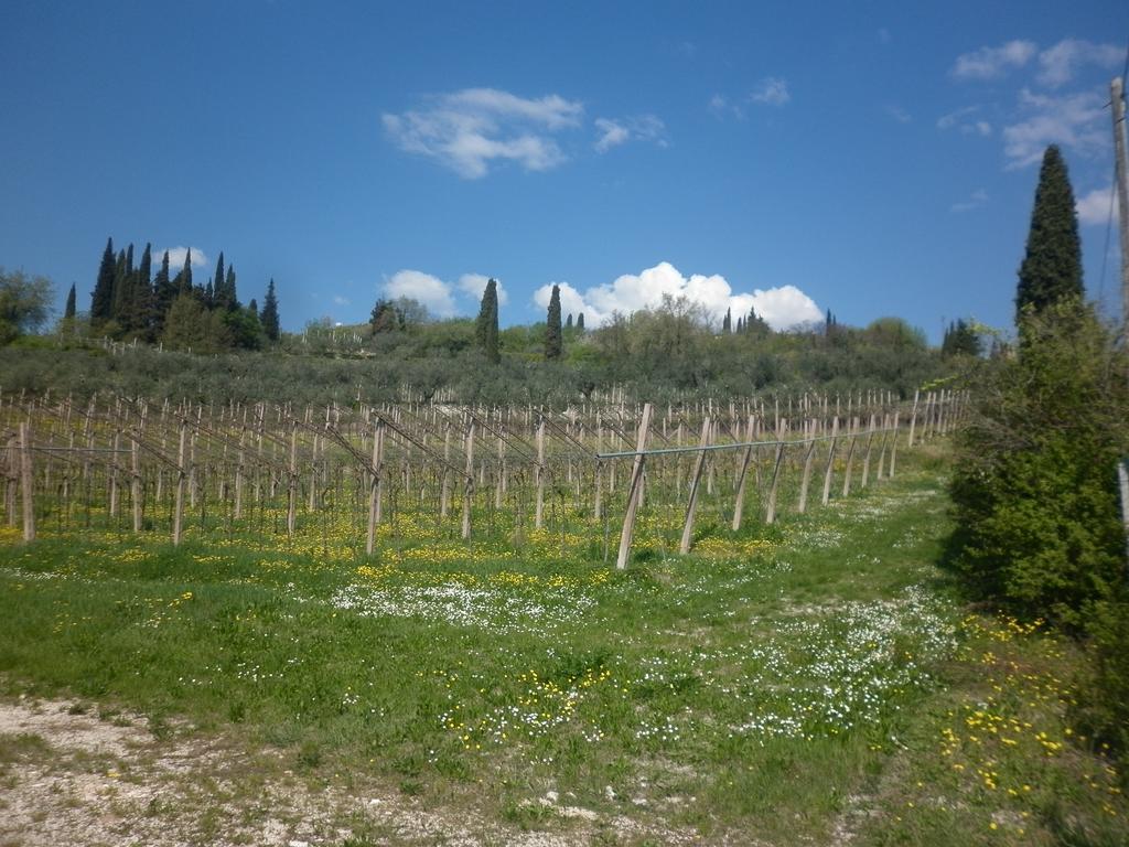 La Piccola Mimosa Apartment SantʼAmbrogio di Valpolicella Екстериор снимка
